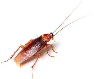 How to Identify American Cockroach?