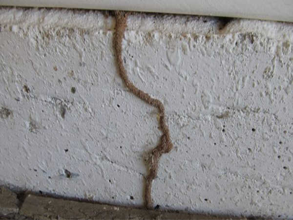 Subterranean termite signs