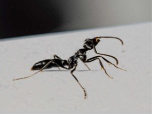 Crazy ant singapore
