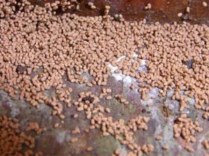 Signs of drywall termite infestation