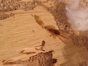 Signs of drywood termite infestation