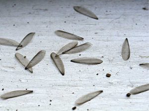 Drywood termite discarded wings