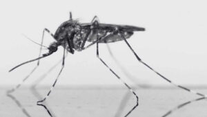 Mosquito Control for your Premises