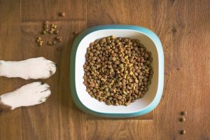 pet food on a bowl
