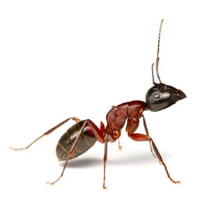 How to identify ants