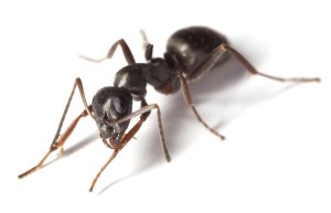 Closeup for queen ants