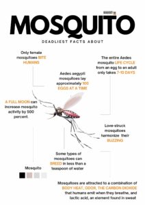 Fact About Mosquito