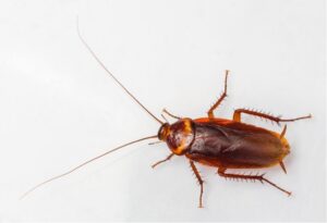 American Cockroach Characteristic
