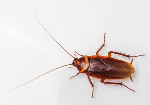 American Cockroach Characteristic