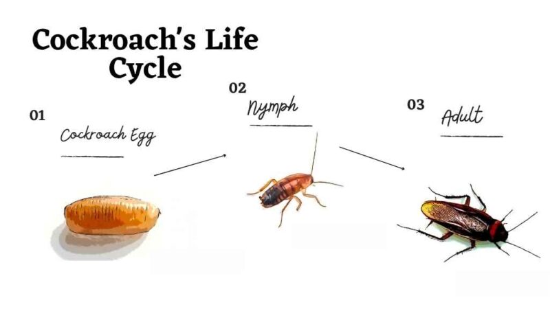 Cockroach Lifecycle - Innovative Pest Pte Ltd