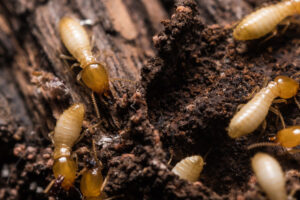 wood termites