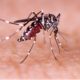 Prevent Mosquito Bites and Breeding