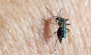 Aedes Aegypti Mosquito Control