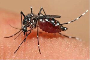 Learn How to Identify Dengue Mosquitoes_