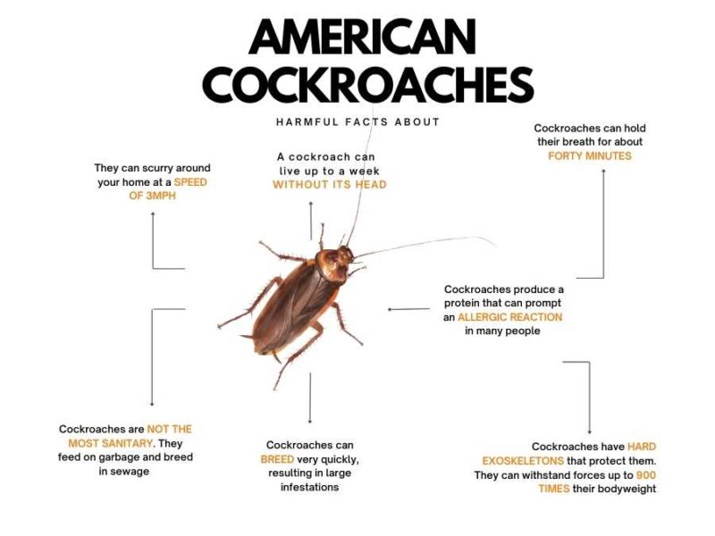 Biggest Cockroach