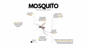 Learn more about Mosquito