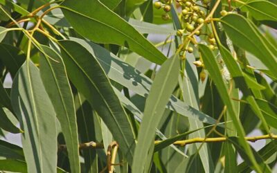 Use Oil of Lemon Eucalyptus