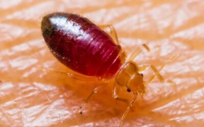 Bed Bug After It's Feeding