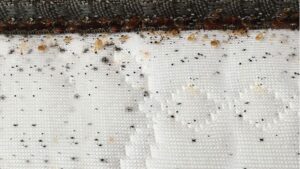How do Bed Bugs Fecal Matters look like
