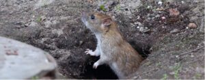Guide to Rodent Control Singapore