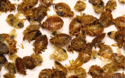 Dead or Alive Bed Bugs found