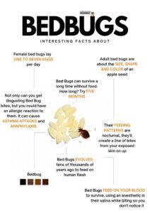 Learn More About Bed Bugs Singapore