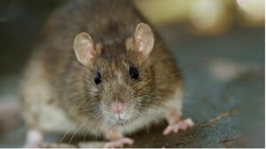 Learn More About Rodent