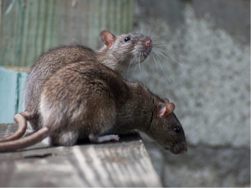 Rodents, Rats and Mices Signs