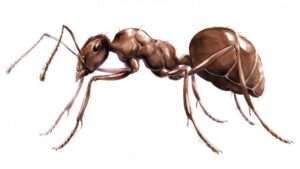 Learn More About the Different Group of Ants