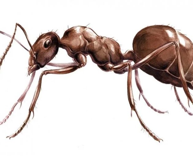 Learn More about Ant Characteristic