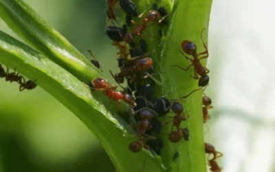 Ants Nest in Your Tree