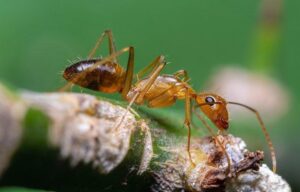 Crazy Ant - Defence Against Ants