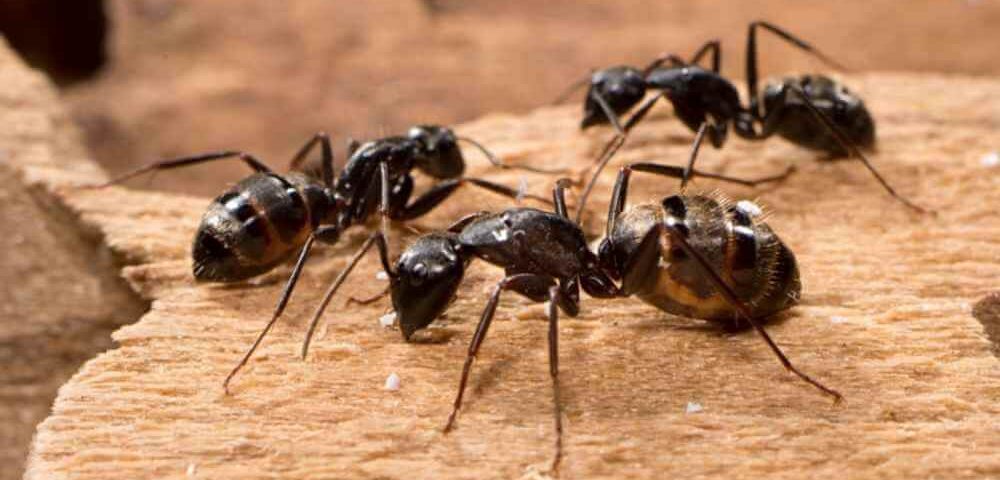 The 14 Best Ant Baits - DIY Pest Control