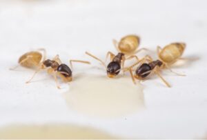Ghost Ant - Defence Against Ants