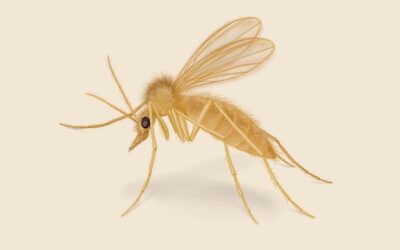 Sand Fly In Singapore