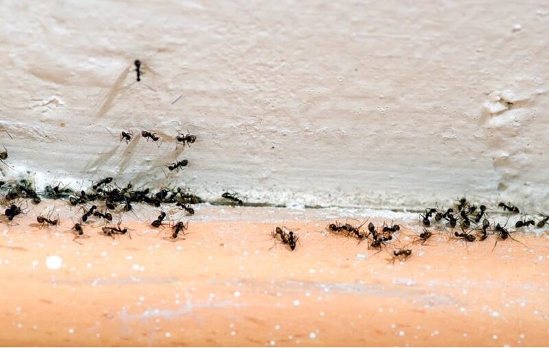 Ways to Stop Ants Infestation