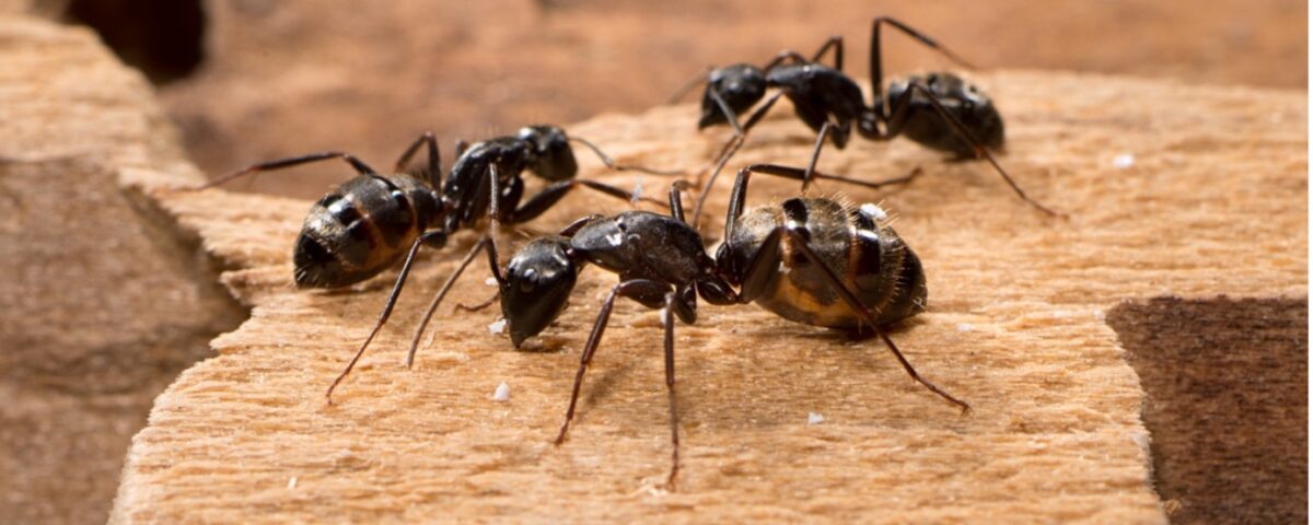 The Expert Guide to Prevent Ants and Home Remedies