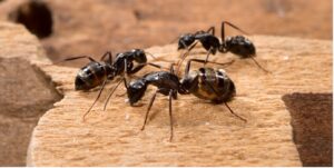 Expert Guide to Prevent Ants and Home Remedies