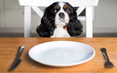 Allocate meal area for your pet