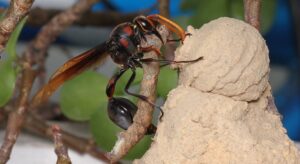 Pear-Tailed Potter Wasp