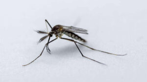 Anopheles Mosquito
