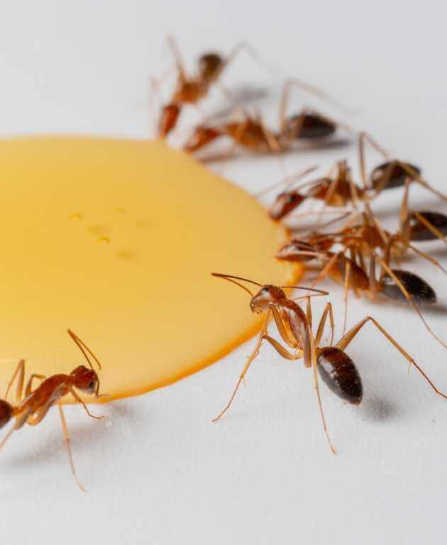 Defence Against Ants - Part 1