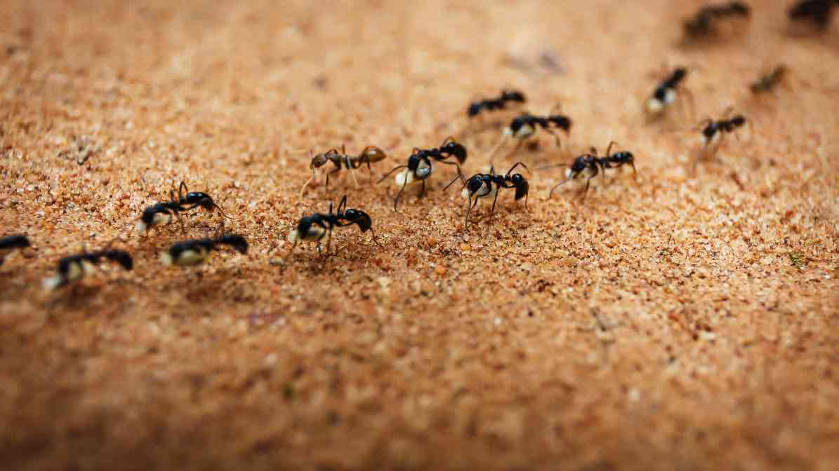 6 Signs of an Ants Infestation (1)