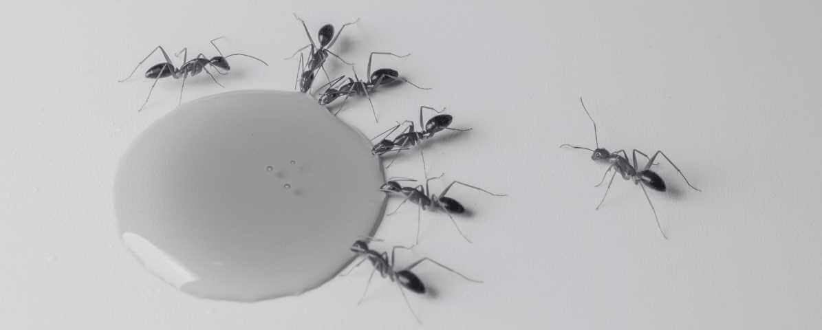 6 Signs of an Ants Infestation