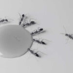 6 Signs of an Ants Infestation