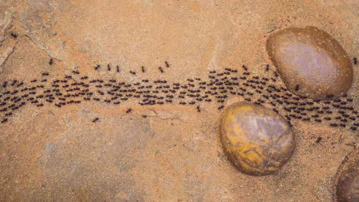 6 Signs of an Ants Infestation (2)
