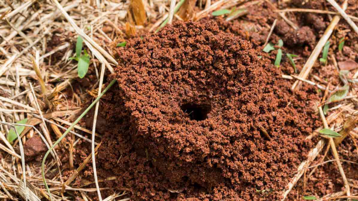 6 Signs of an Ants Infestation (3)