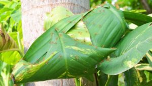 6 Signs of an Ants Infestation (6)