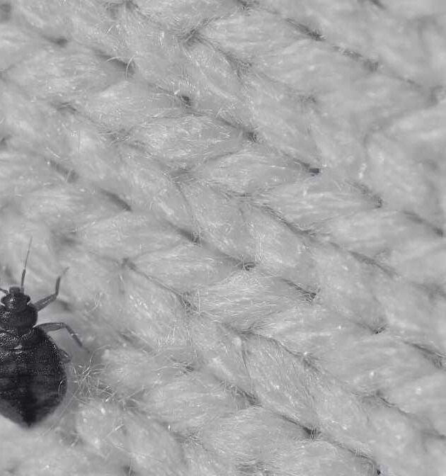 8 Early Signs of Bed Bugs and Home Remedies