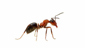Ants Blog